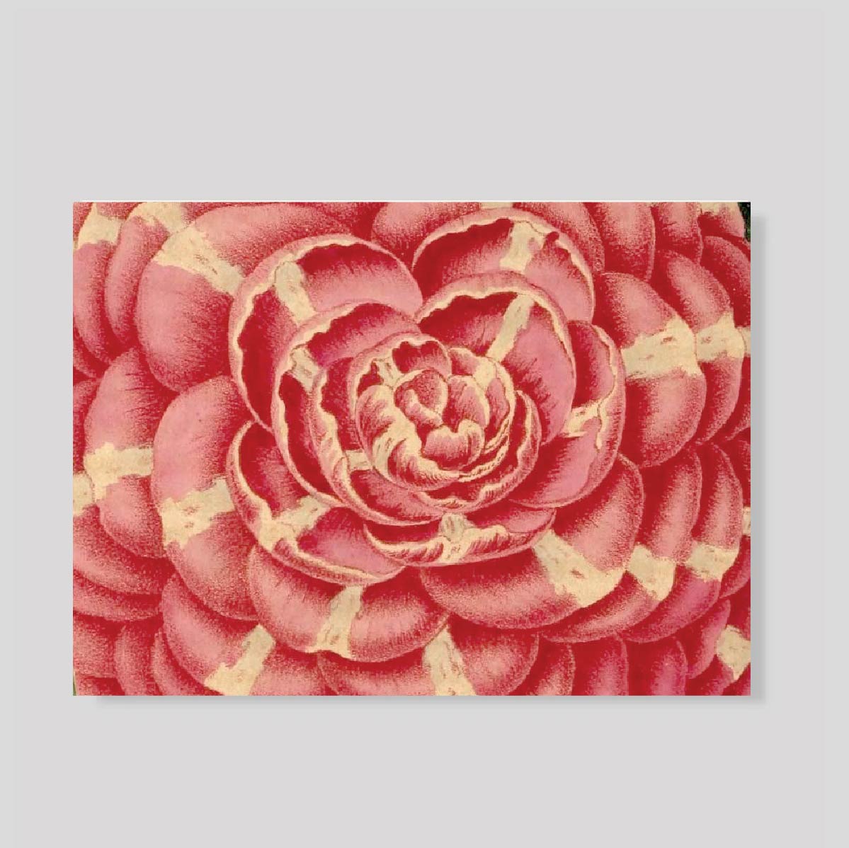 TARJETON XL ROSA DE JARDIN