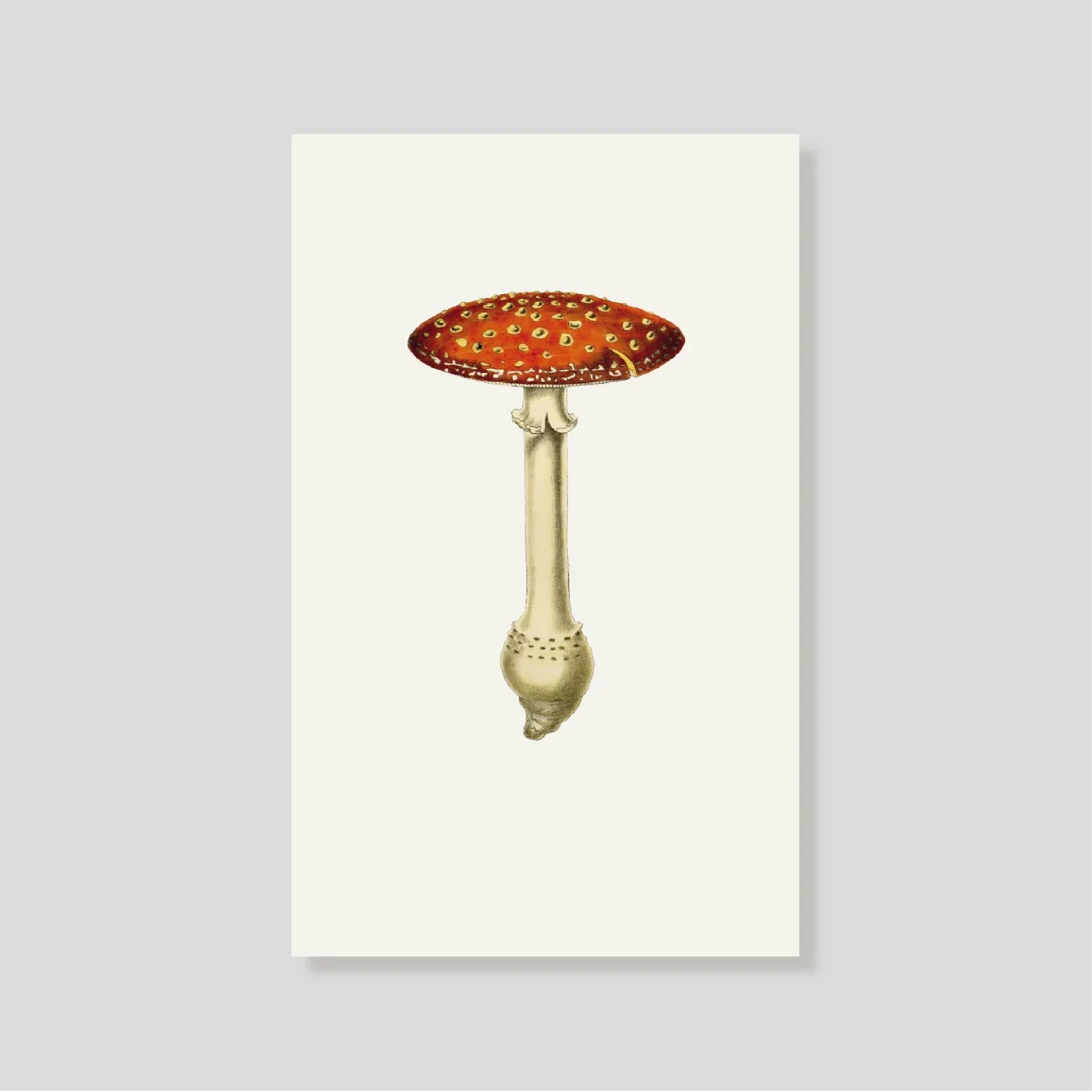 Tarjeta Personal Mush (V)