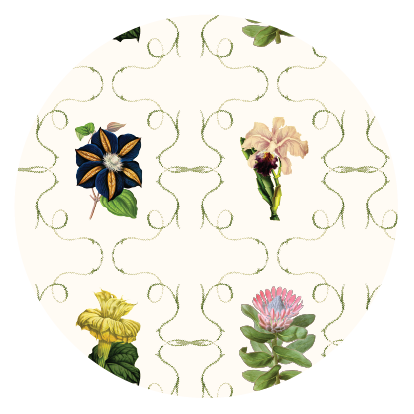 Notas de campo Protea