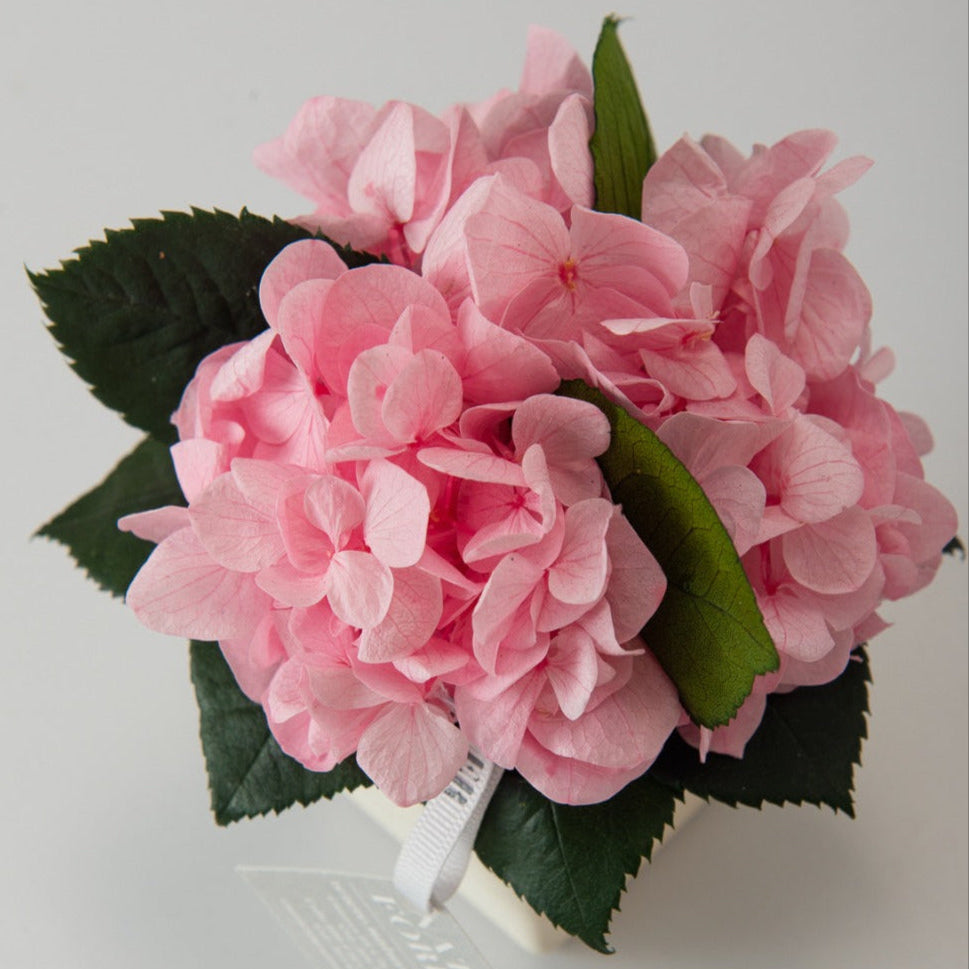 Mini arreglo hortensia preservada x12