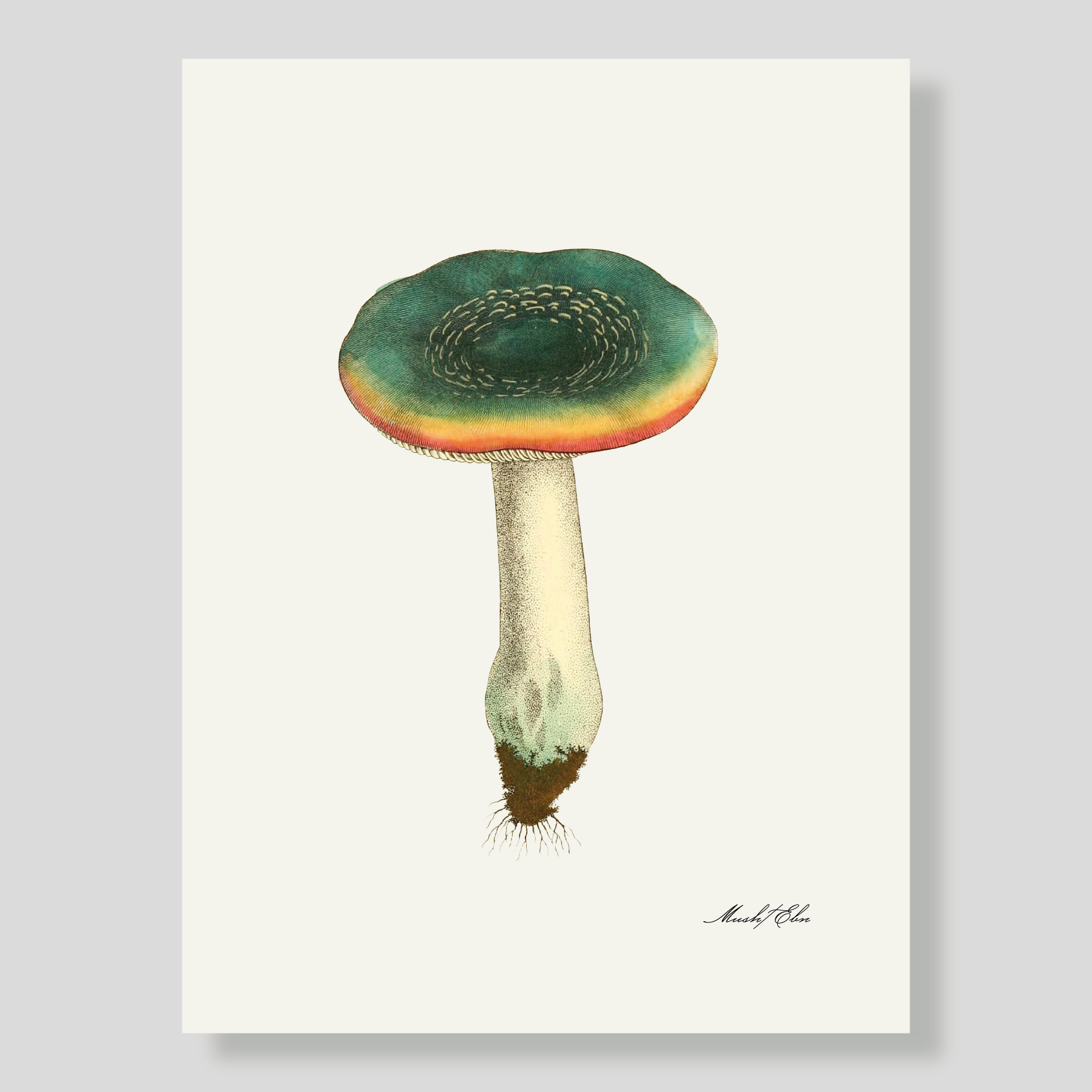 LÁMINA MUSH VERDE