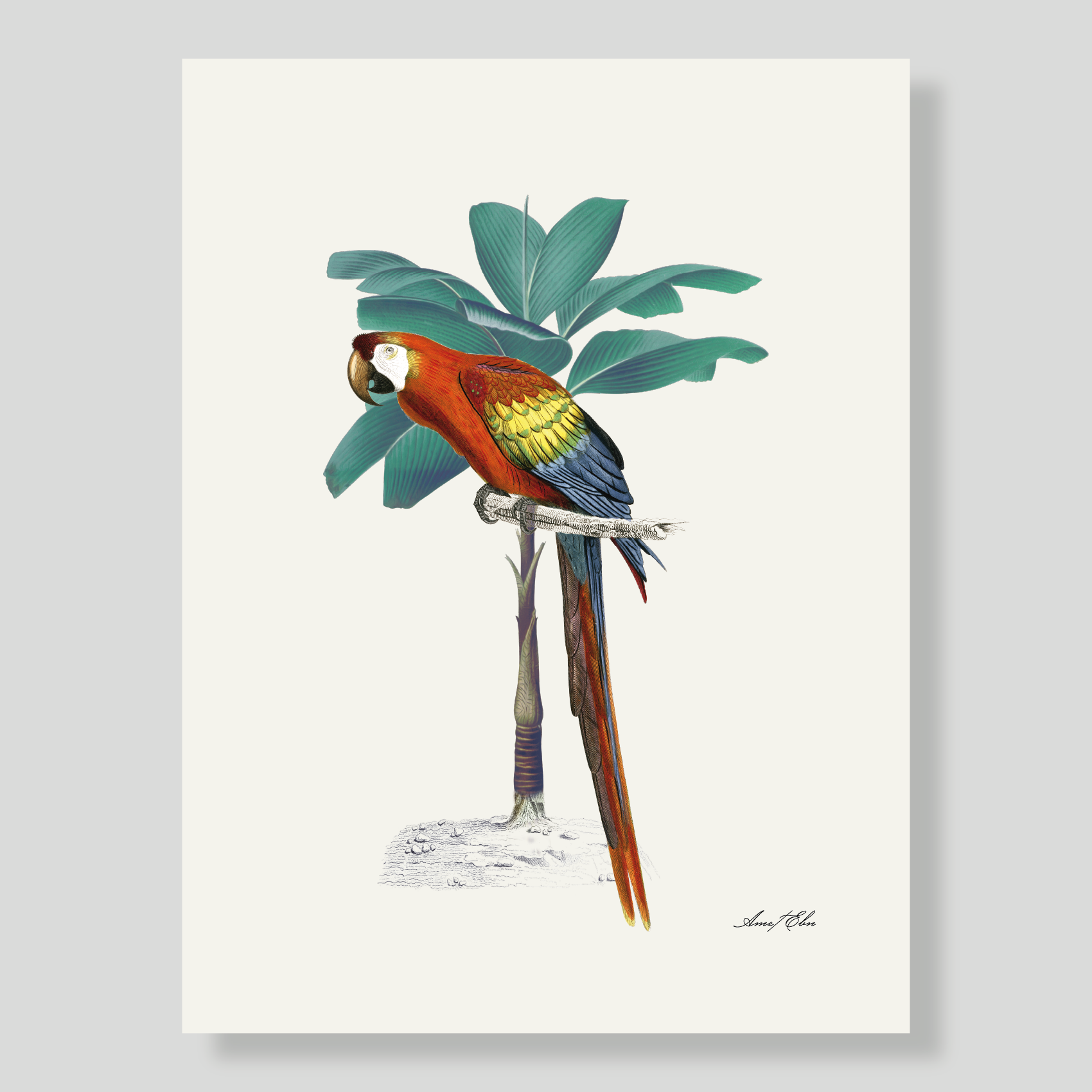 LÁMINA AMAZONAS GUACAMAYA