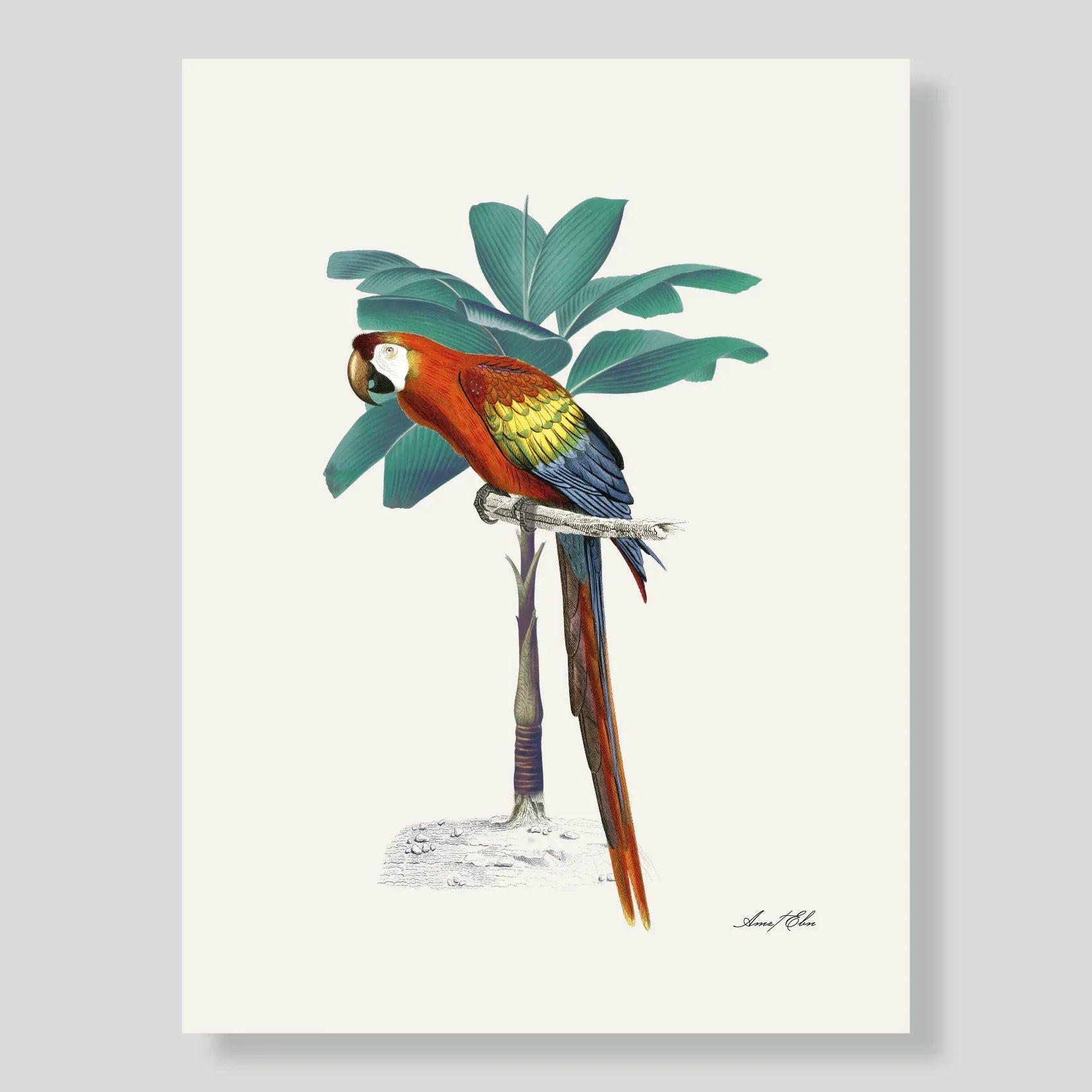 Lamina XL Guacamaya