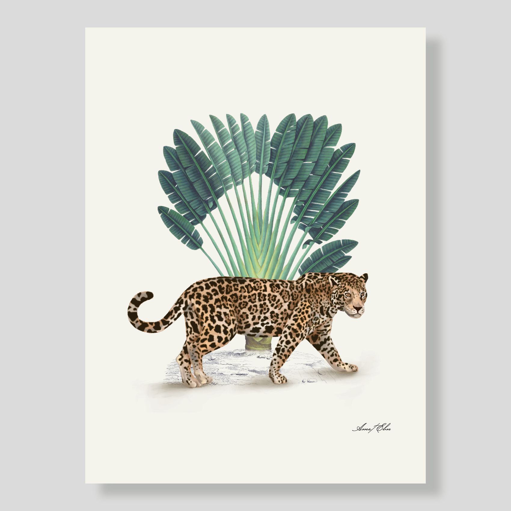 LÁMINA AMAZONAS JAGUAR