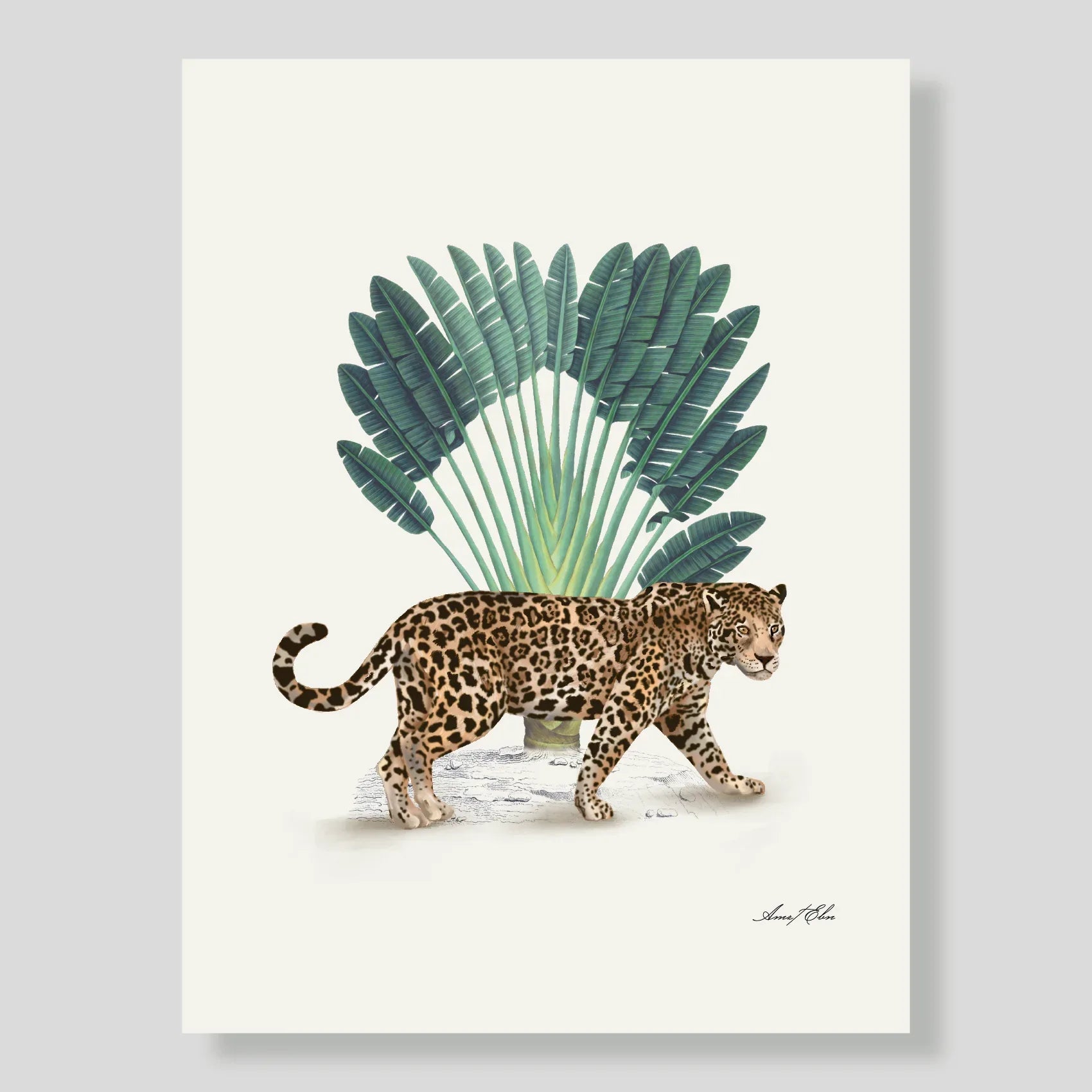 Lamina XL Jaguar
