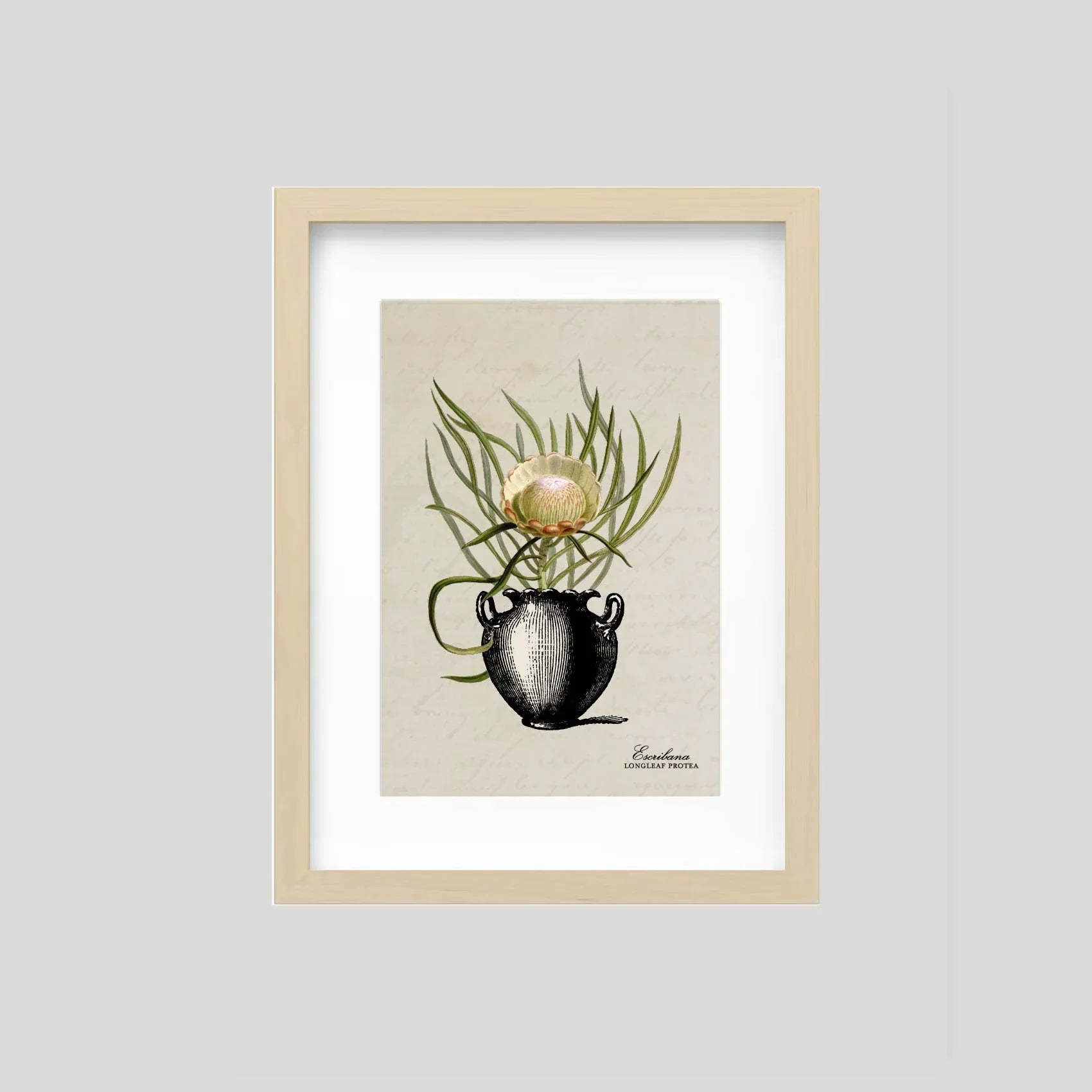 Cuadro mini Longleaf Protea