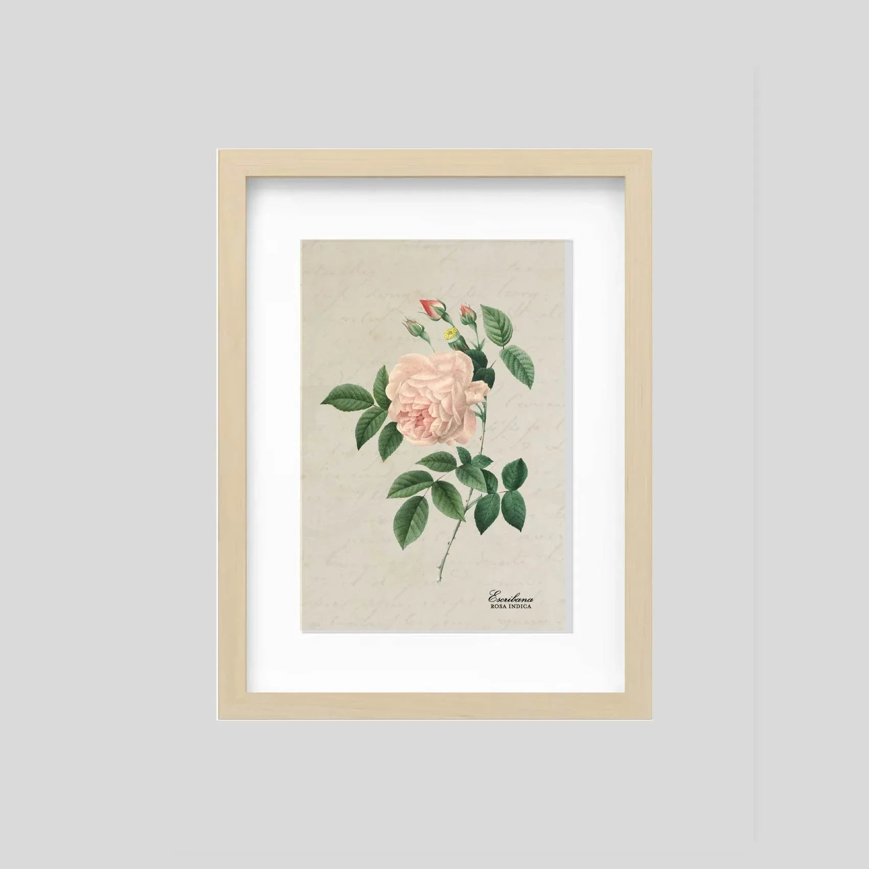 Cuadro mini Rosa indica