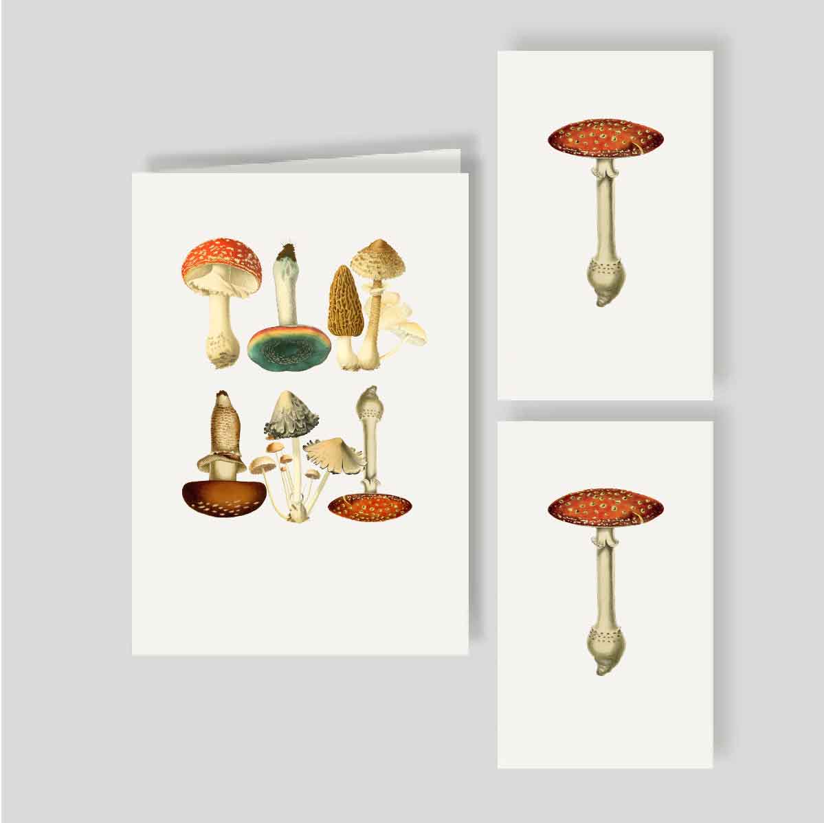 Caja Mediana Doble Mush