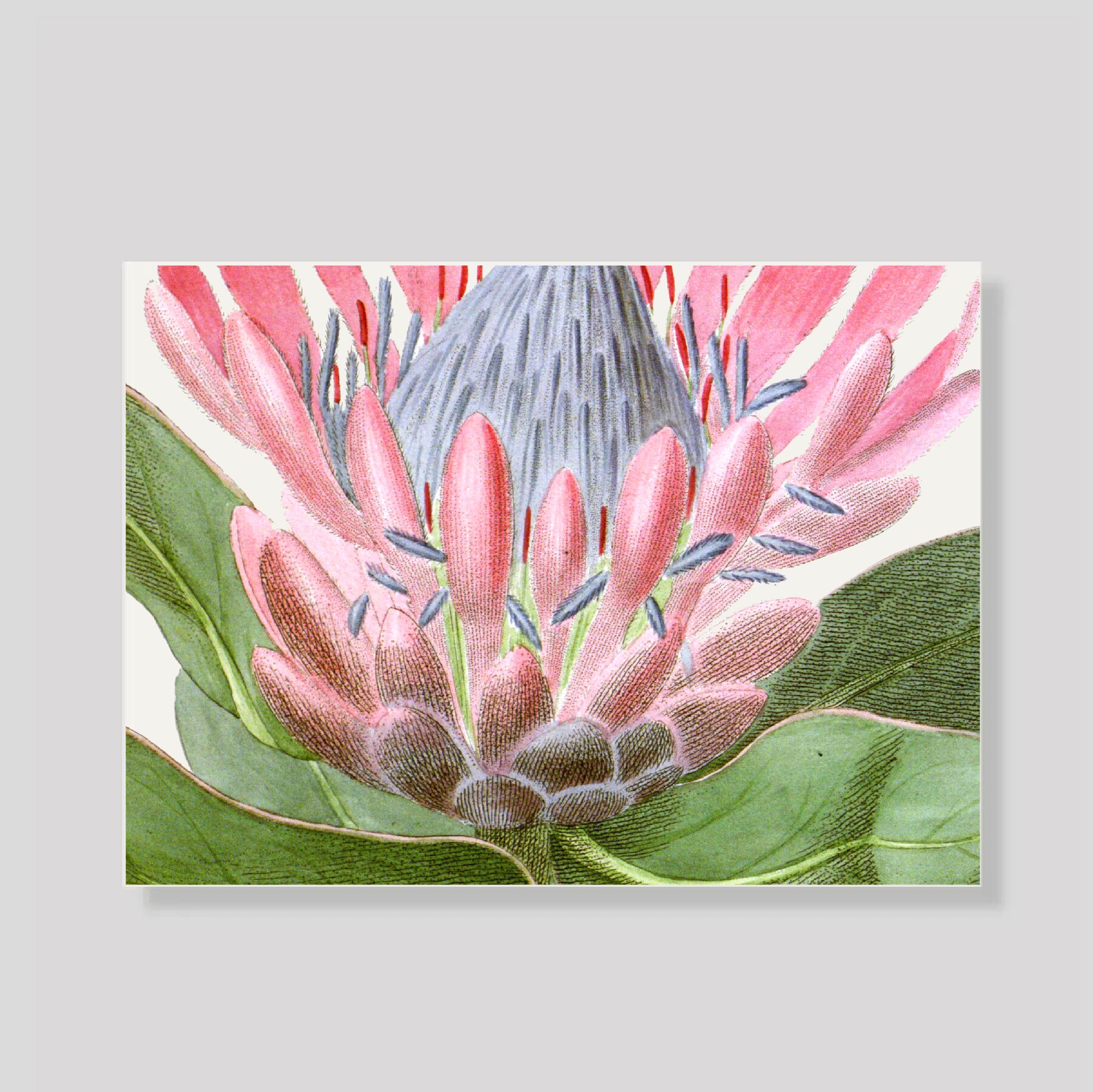 TARJETON XL PROTEA