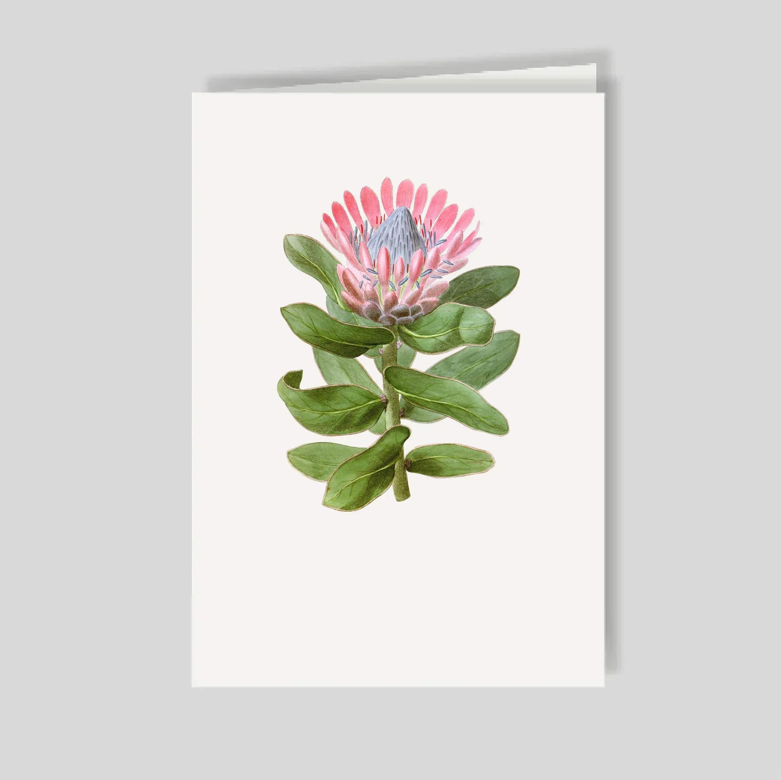 Tarjetón Doble Protea