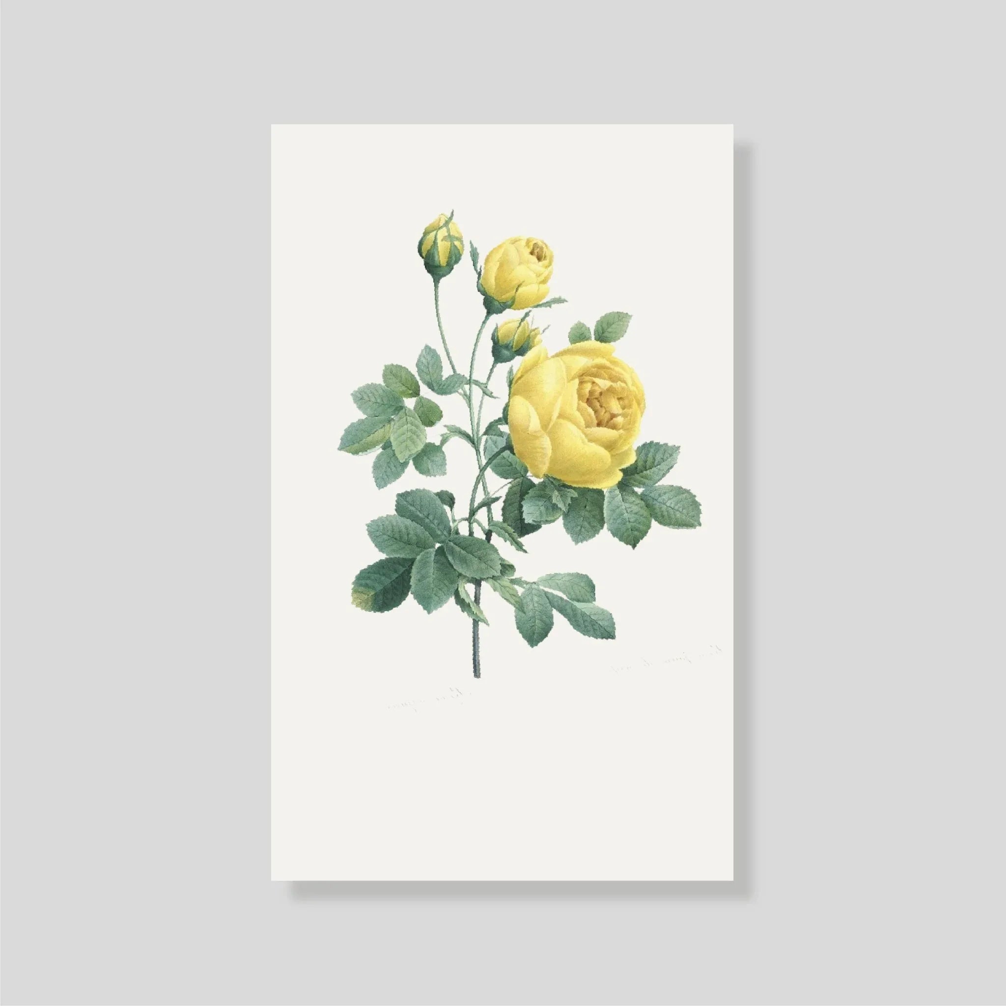 Tarjeta Personal Golden Roses - Escribana