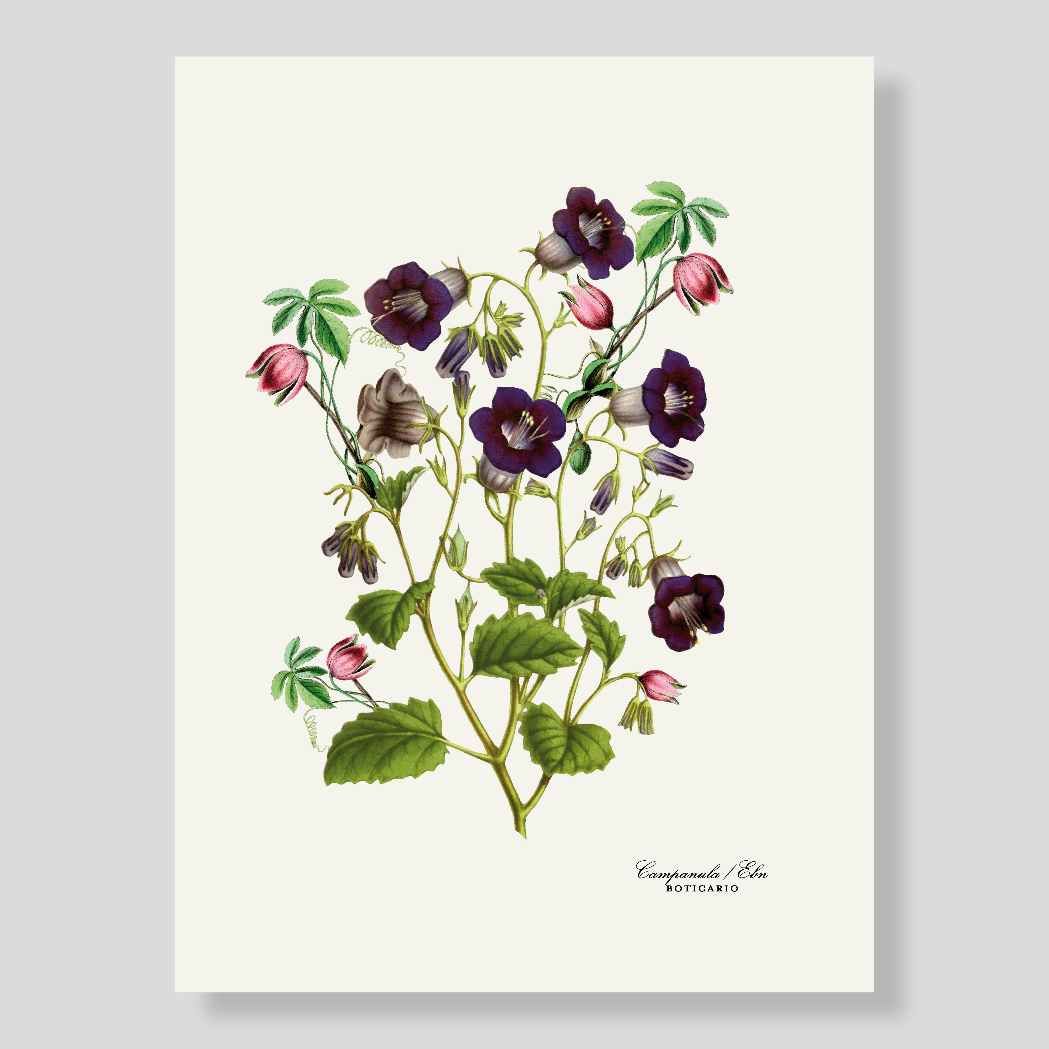 LÁMINA Campanula
