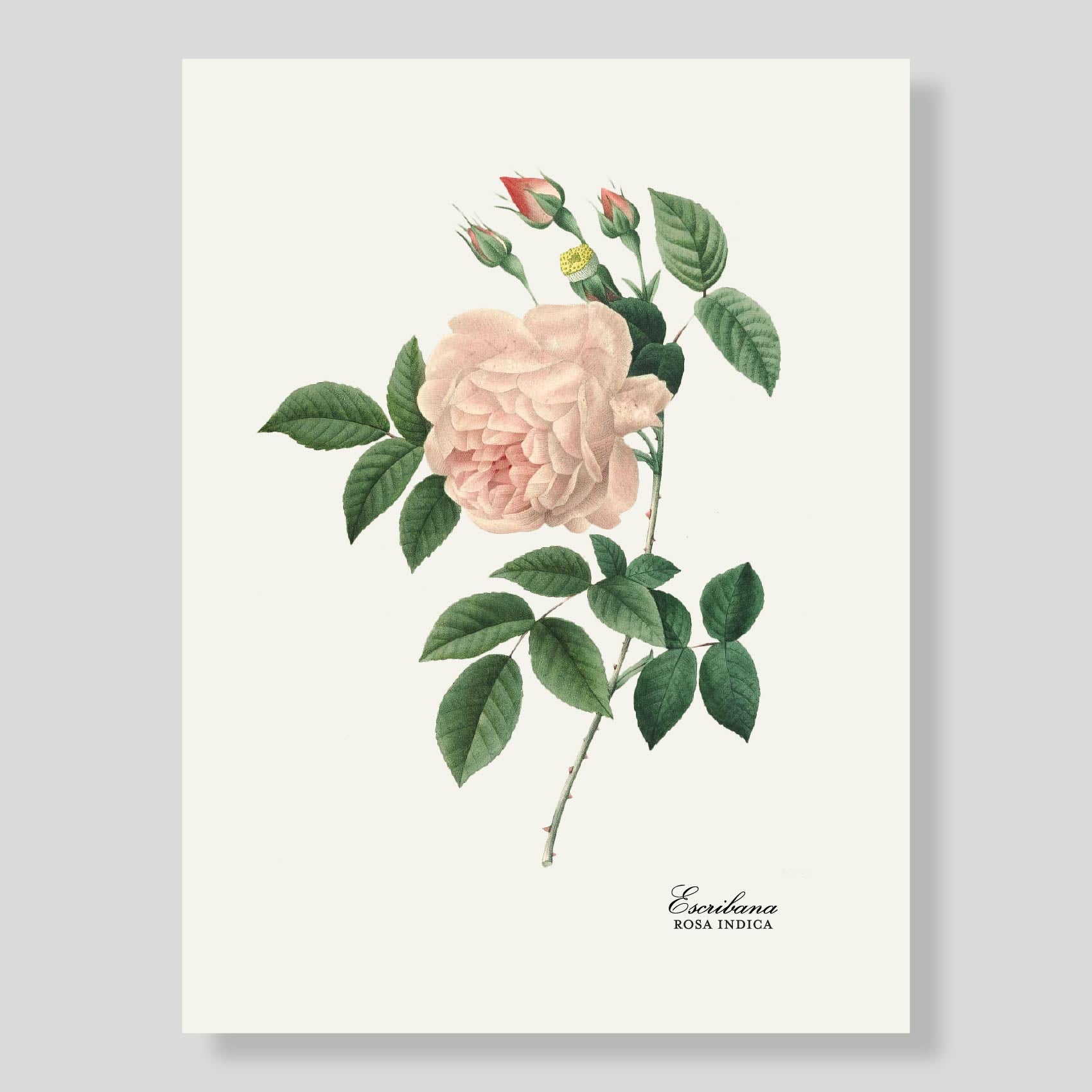 Lamina XL Rosa Boticario