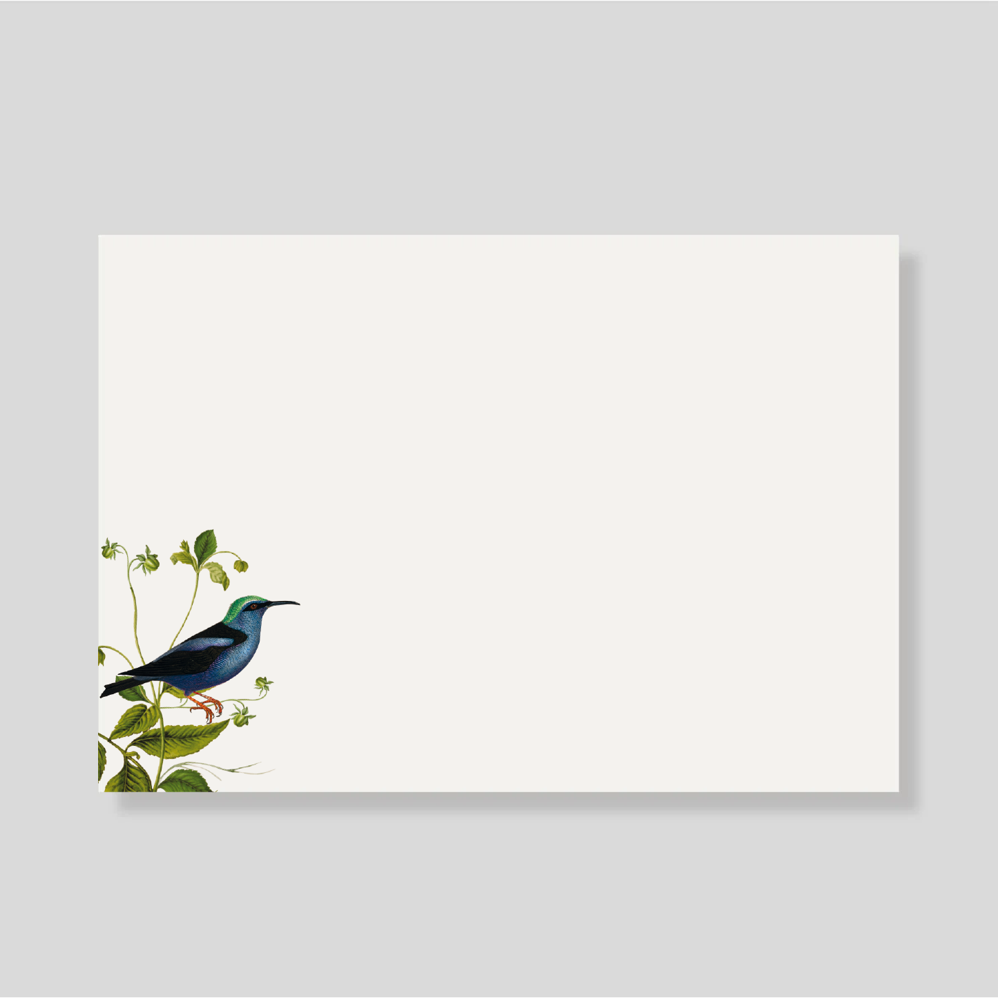 Tarjetón Colibri
