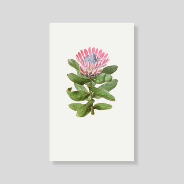 Tarjeta Personal Protea - Escribana